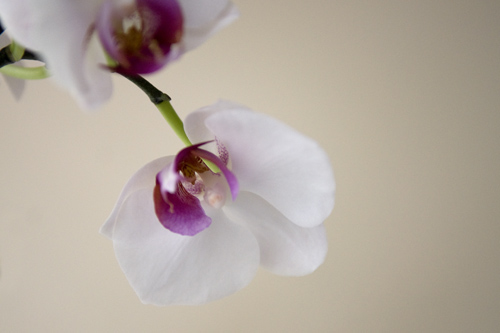 Mine flotte orkideer..