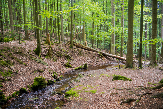 Tierfreigelände i Nationalpark Bayerischer Wald...